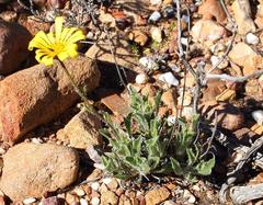 Osteospermum scariosum