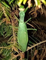 Hierodula transcaucasica