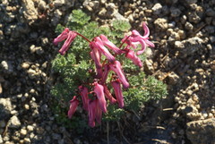 Dicentra peregrina