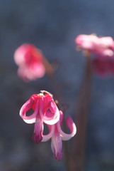 Dicentra peregrina