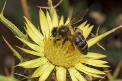 Apis mellifera