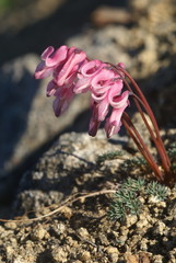 Dicentra peregrina
