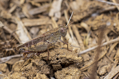Calliptamus barbarus