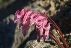 Dicentra peregrina