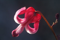 Dicentra peregrina