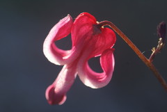 Dicentra peregrina