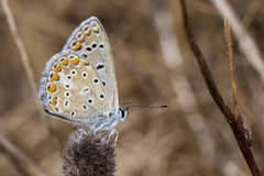 Polyommatus