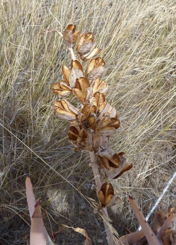 Aloe asperifolia image