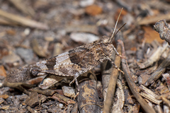 Oedipoda charpentieri