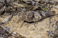 Oedipoda charpentieri