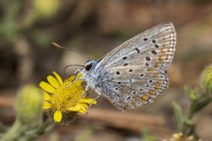 Polyommatus