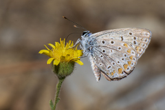 Polyommatus