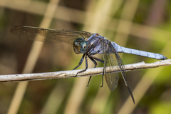Orthetrum coerulescens