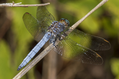 Orthetrum coerulescens