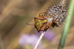 Carpocoris mediterraneus atlanticus