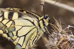 Papilio machaon