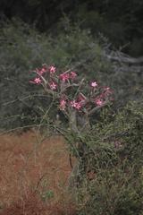 Adenium multiflorum