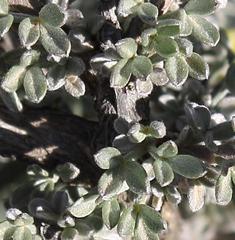 Crotalarieae