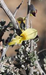 Crotalarieae
