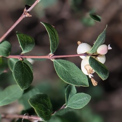 Symphoricarpos rotundifolius parishii