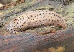 Limax maximus