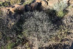 Phymaspermum parvifolium