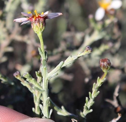 Phymaspermum parvifolium