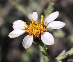 Phymaspermum parvifolium