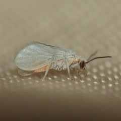 Coniopteryx