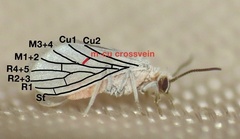 Coniopteryx