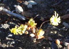 Crassothonna capensis