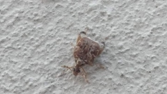 Gibbobruchus speculifer