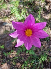 Dahlia sherffii