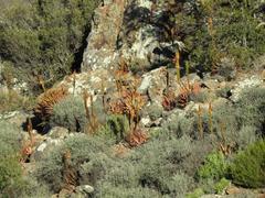 Aloe microstigma microstigma