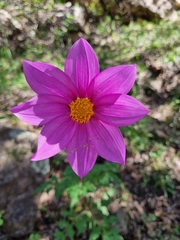 Dahlia sherffii