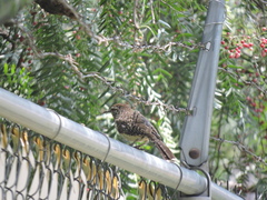 Campylorhynchus brunneicapillus