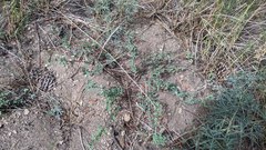 Symphoricarpos rotundifolius parishii