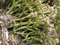 Arthraerua leubnitziae