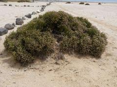 Arthraerua leubnitziae