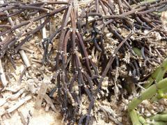 Arthraerua leubnitziae