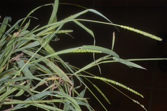 Anthephora hermaphrodita