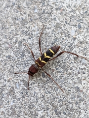 Neoclytus acuminatus hesperus