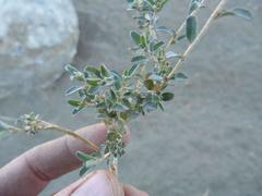 Atriplex semibaccata appendiculata