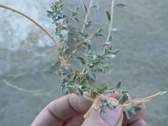 Atriplex semibaccata appendiculata