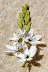 Ixia polystachya polystachya