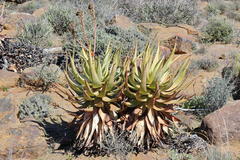 Aloe microstigma microstigma