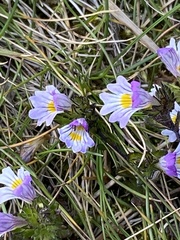 Euphrasia minima