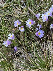 Euphrasia minima