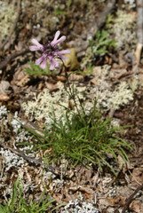 Silene stenophylla