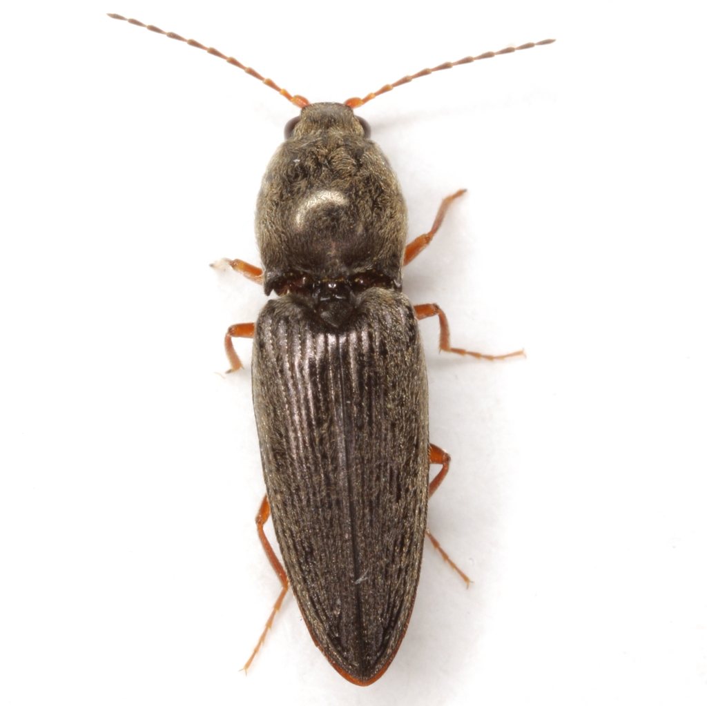Convex Click Beetle